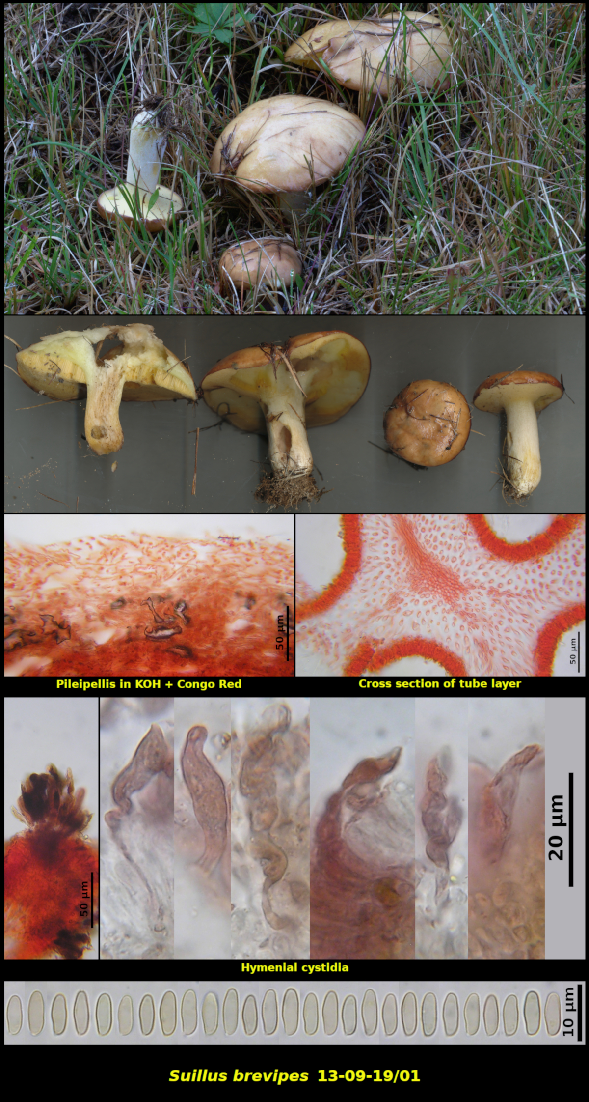 Picture of Suillus_brevipes